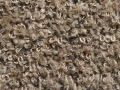 Shetland_Beige
