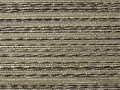 striemoss