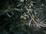 Olive Oils