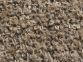Shetland_Beige